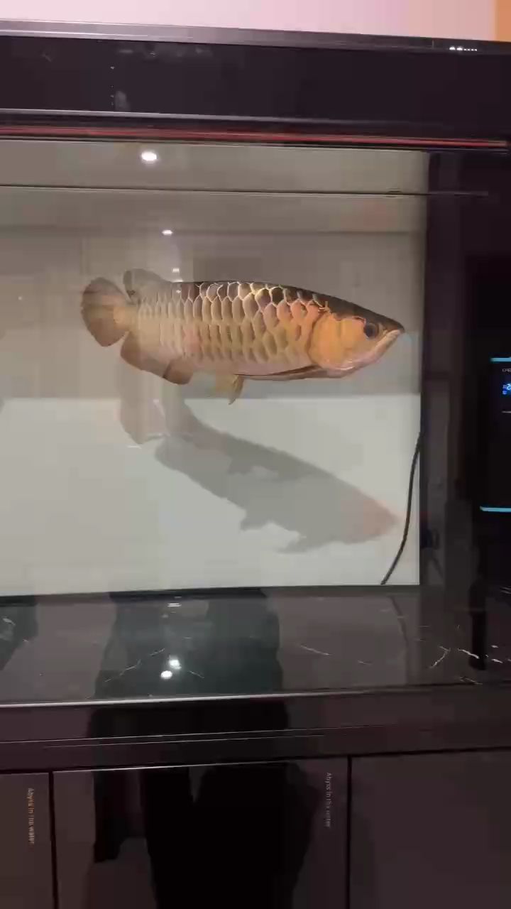 失眠，那長夜漫漫中與睡意苦苦糾纏的煎熬