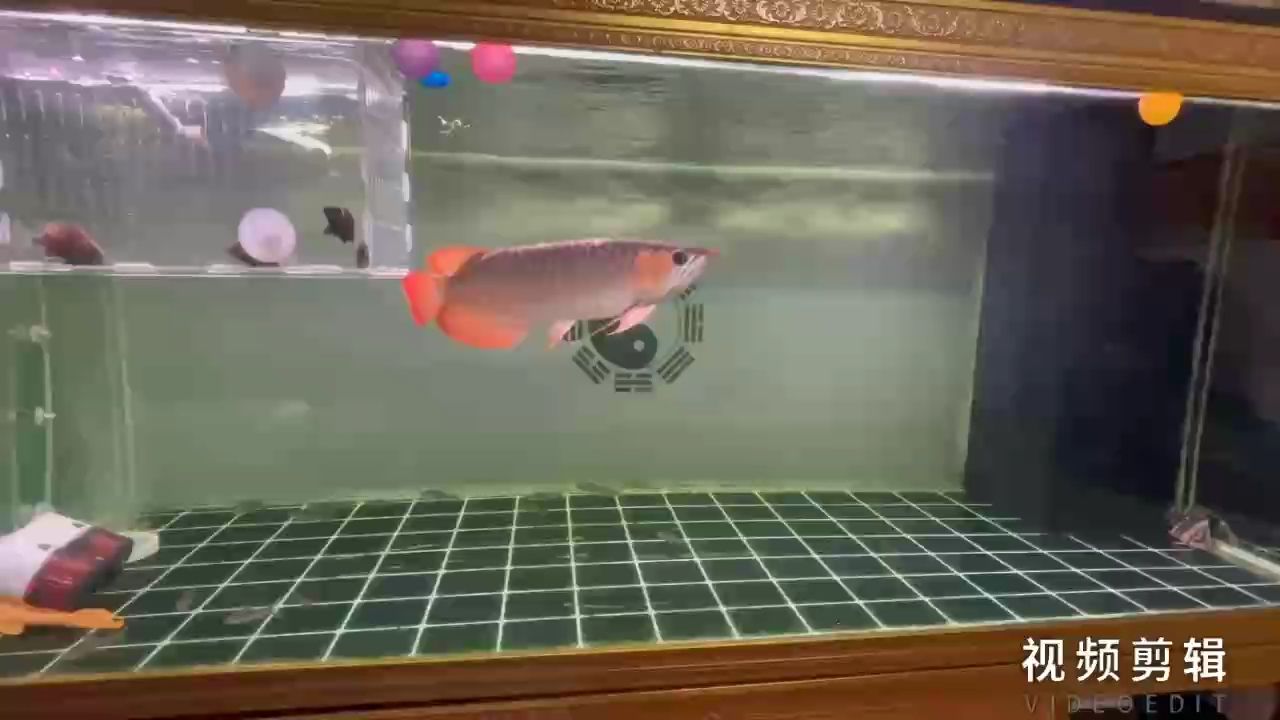 魚缸過(guò)濾器選購(gòu)指南:自制魚缸過(guò)濾器魚缸上置過(guò)濾器對(duì)于養(yǎng)魚愛(ài)好者的必備知識(shí) 每日打卡,記錄點(diǎn)滴努力,見證堅(jiān)持 龍魚論壇 每日打卡,記錄點(diǎn)滴努力,見證堅(jiān)持 每日打卡,記錄點(diǎn)滴努力,見證堅(jiān)持 龍魚論壇