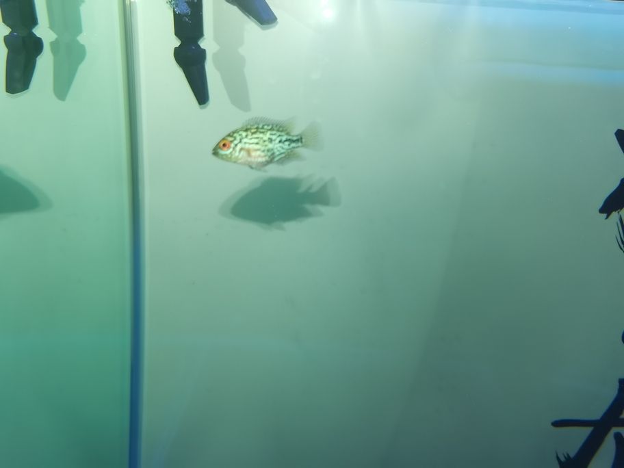 存在感啦！魚友快來評(píng)論，一起暢聊分享有趣事兒