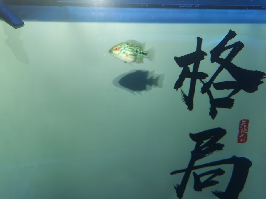 存在感啦！魚友快來評(píng)論，一起暢聊分享有趣事兒