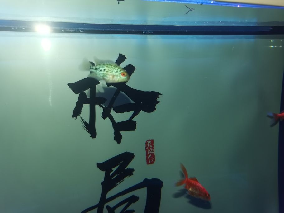 存在感啦！魚友快來評論，一起暢聊分享有趣事兒