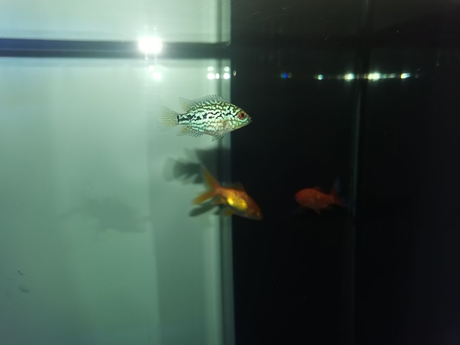 存在感啦！魚友快來評論，一起暢聊分享有趣事兒
