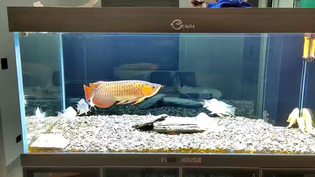 彪旅行歸來背鰭漸愈，2025養(yǎng)魚人共加油龍魚