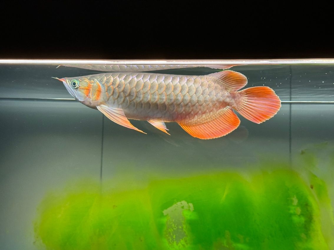 六個半月，39cm 寶貝成長記，點滴變化全