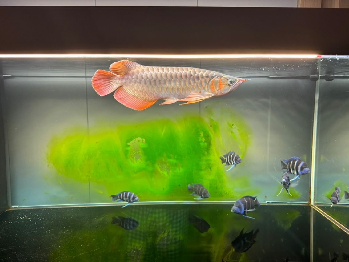 六個(gè)半月，39cm 寶貝成長(zhǎng)記，點(diǎn)滴變化全