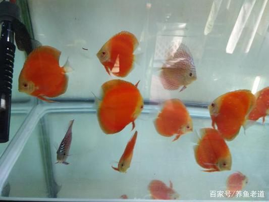 熱帶雨林紅金龍魚，神秘水域的璀璨瑰寶