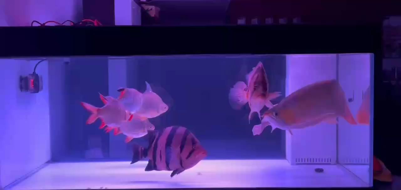 賞魚悠游收紛擾之心，于這寧?kù)o夜安然入