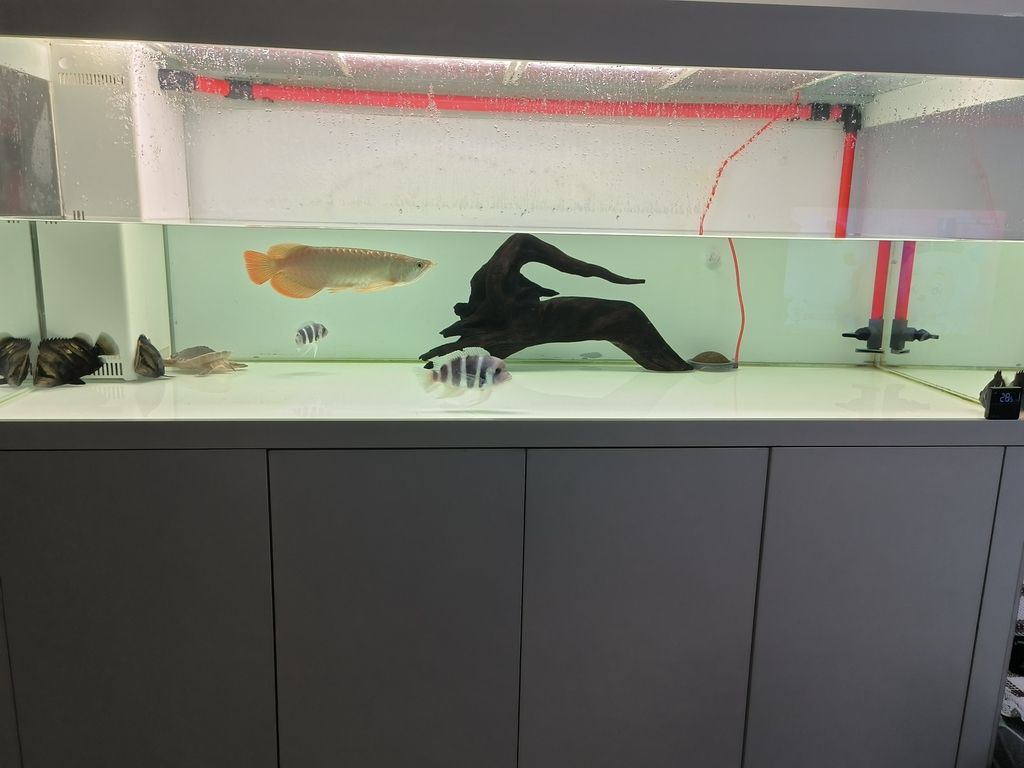配魚躲避的沉木，有橋有飄枝90，打造水族箱自然