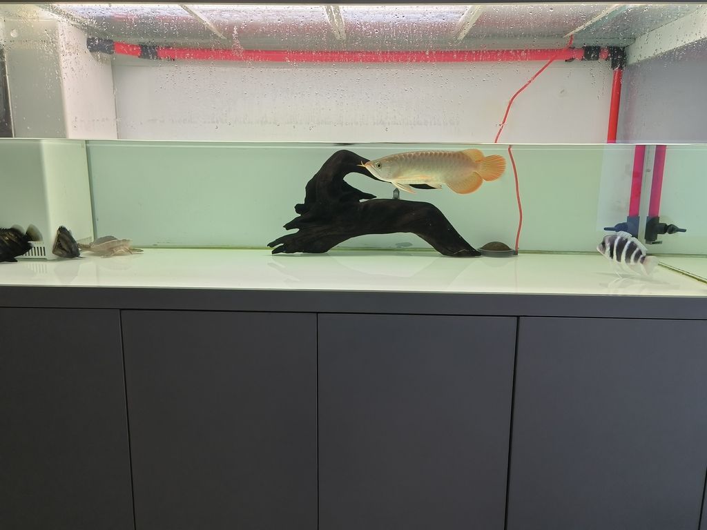 配魚躲避的沉木，有橋有飄枝90，打造水族箱自然