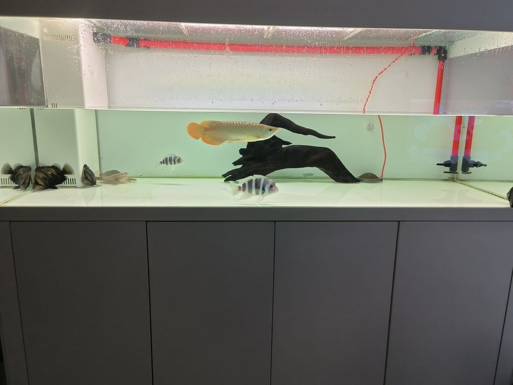 配魚躲避的沉木，有橋有飄枝90，打造水族箱自然