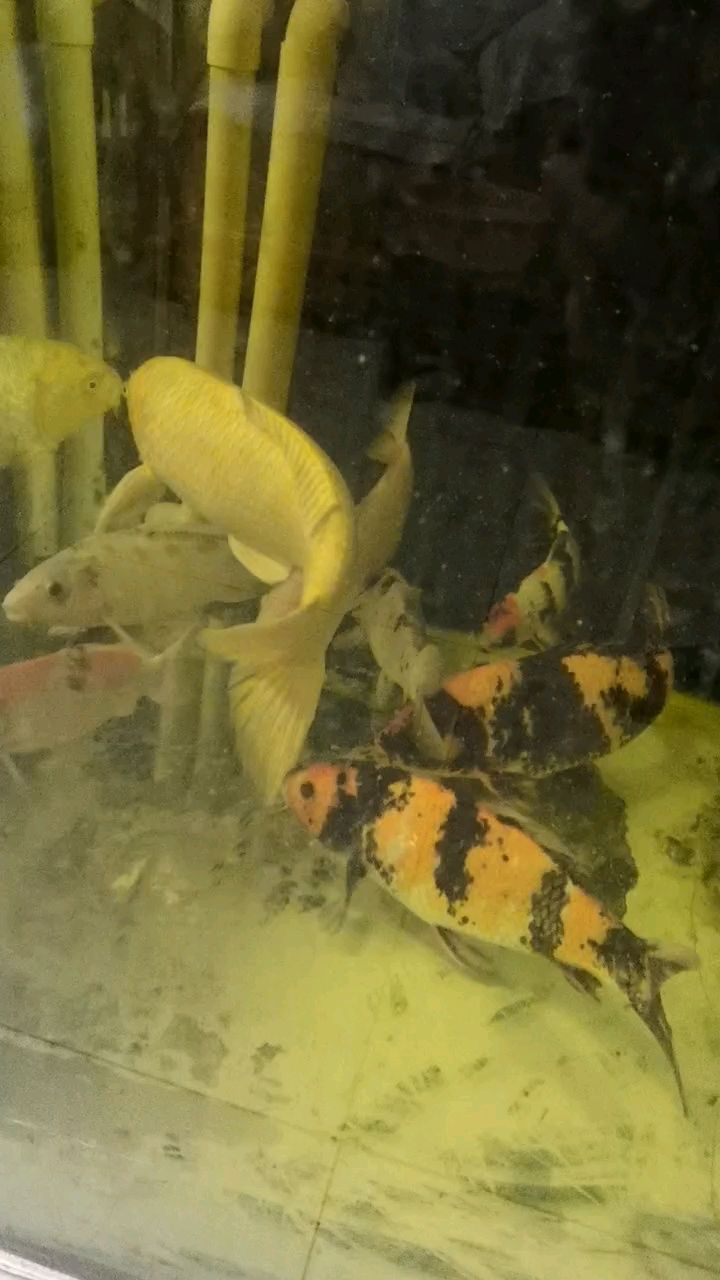 魚缸過濾器選購指南:自制魚缸過濾器魚缸上置過濾器對于養魚愛好者的必備知識 冬天未禁食!探索冬季不封竿的垂釣新 龍魚論壇 冬天未禁食!探索冬季不封竿的垂釣新 冬天未禁食!探索冬季不封竿的垂釣新 龍魚論壇