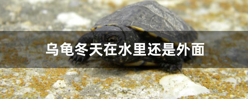 底現棕色、褐色？ 底現棕色、褐色？ 龍魚之家 第2張