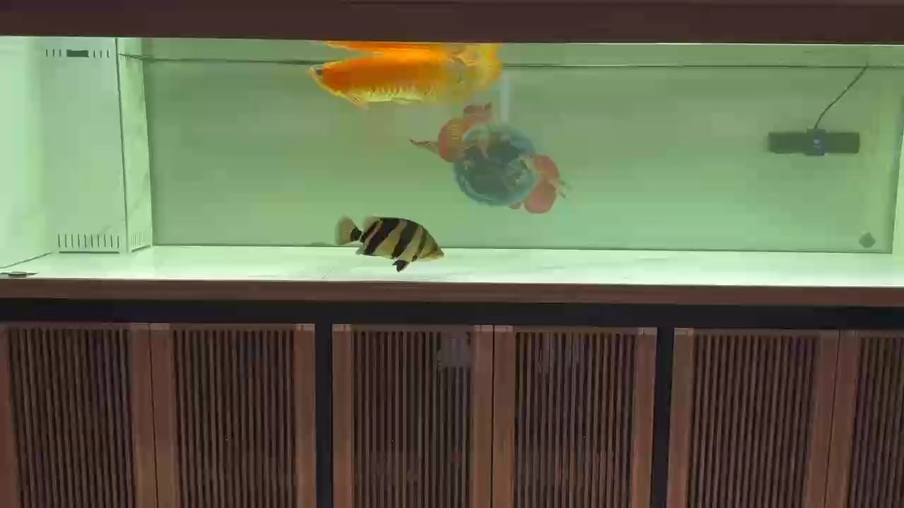 溜溜魚，探尋其獨(dú)特魅力與背后不為人知的奇妙