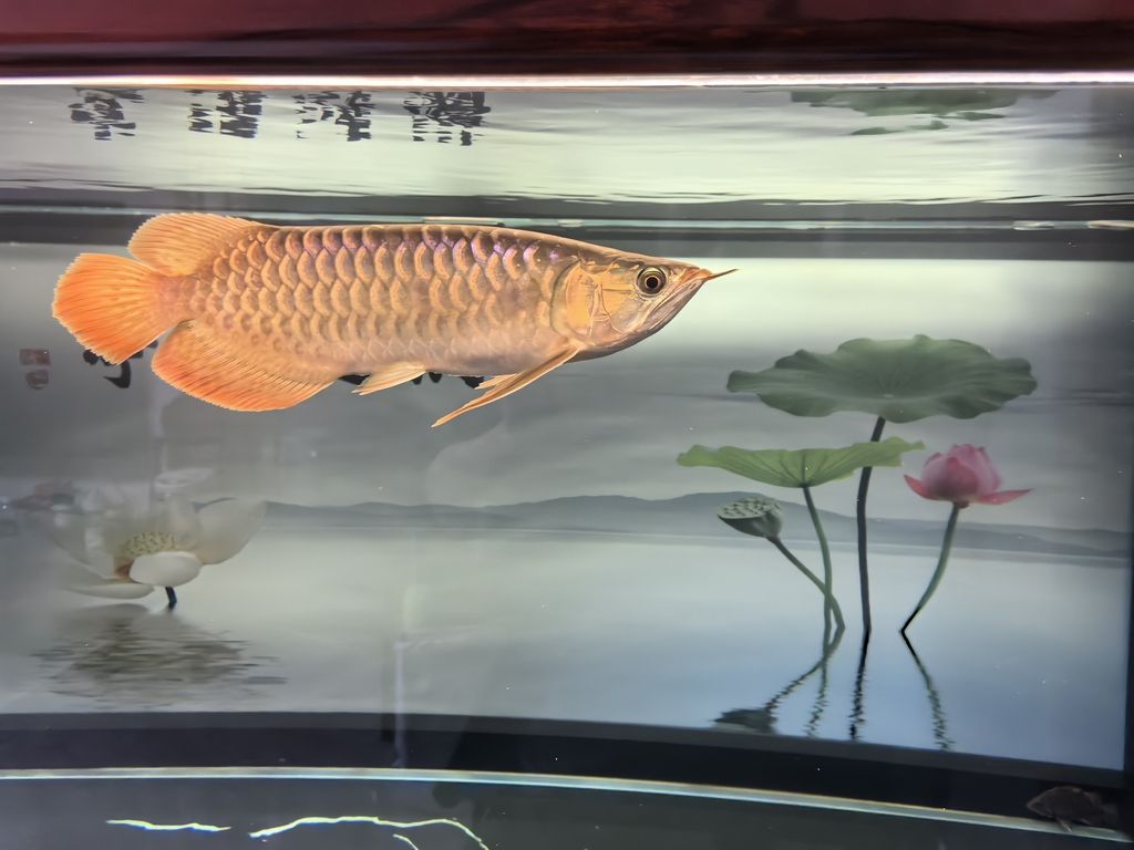 愛(ài)好迎新春，開(kāi)心