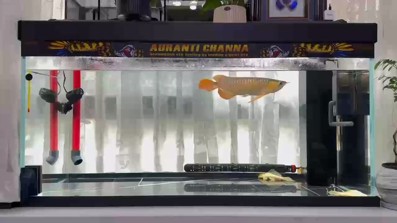謐魚畔水波悠悠，自然之韻盡顯寧?kù)o祥和