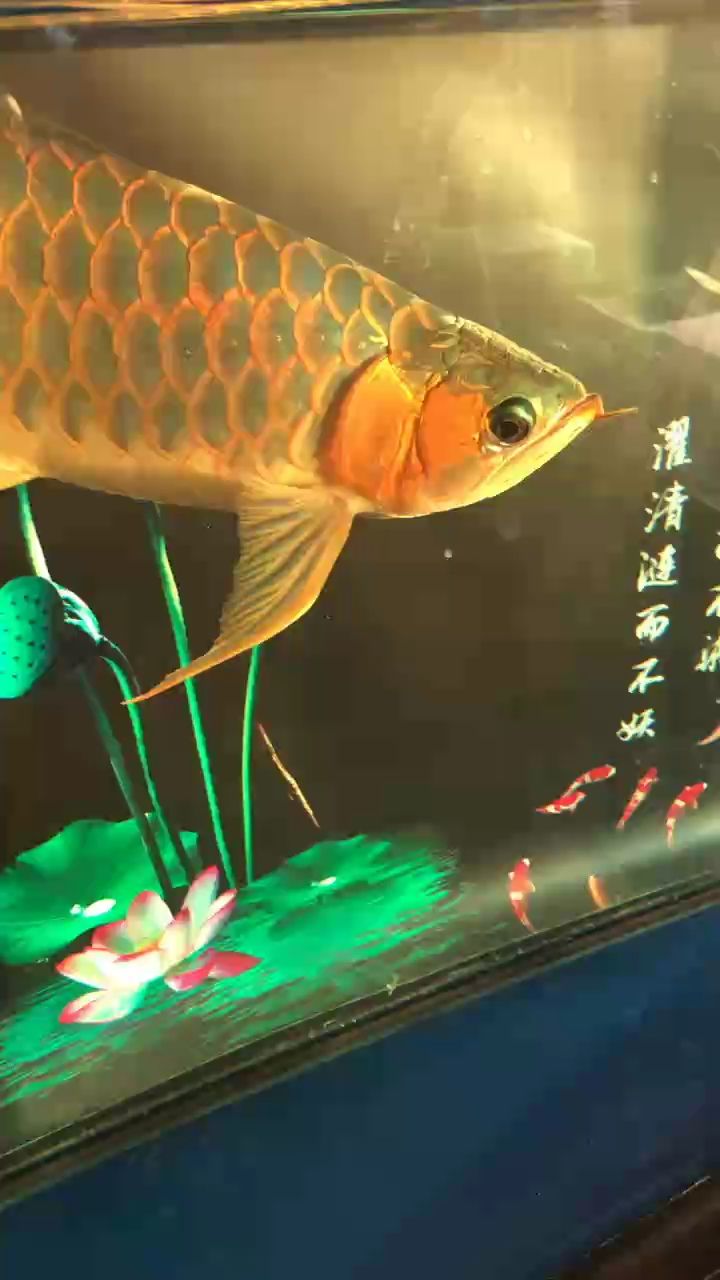 年瑞象，探秘生肖龍的神秘文化與吉祥寓意 年瑞象，探秘生肖龍的神秘文化與吉祥寓意 龍魚論壇 第1張