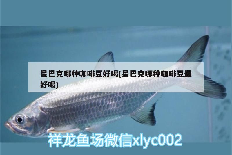 克咖啡豆口味探秘，哪種咖啡豆