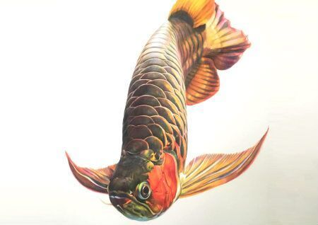 魚缸過濾器選購指南:自制魚缸過濾器魚缸上置過濾器對于養(yǎng)魚愛好者的必備知識 東昌府區(qū)魚缸廠電話及廠家 黃金貓魚百科 東昌府區(qū)魚缸廠電話及廠家 東昌府區(qū)魚缸廠電話及廠家 黃金貓魚百科