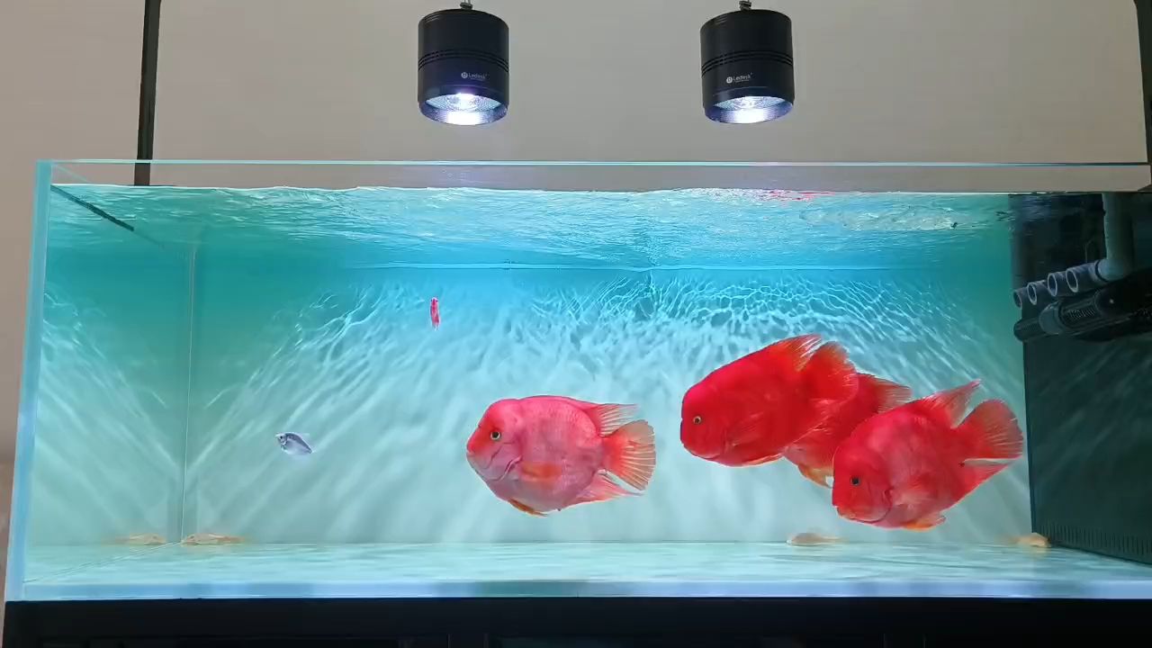 鸚鵡魚 入坑求帶路,新手小白誠邀大神們不吝 龍魚論壇 入坑求帶路,新手小白誠邀大神們不吝 入坑求帶路,新手小白誠邀大神們不吝 龍魚論壇