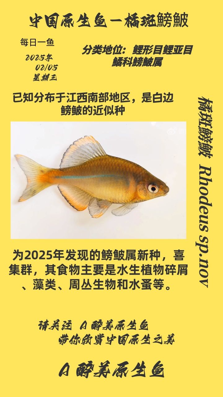 神秘而獨特的橘斑鰟鮍，探尋其別樣生態 神秘而獨特的橘斑鰟鮍，探尋其別樣生態 龍魚論壇