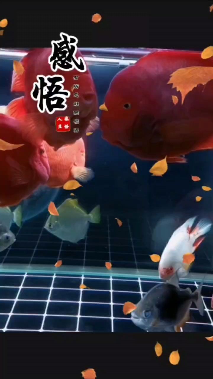 愿事事順遂皆圓滿，篤信佛法，未來定越來越好 愿事事順遂皆圓滿，篤信佛法，未來定越來越好 龍魚論壇 第1張
