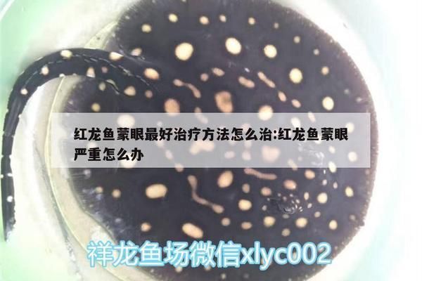 龍魚蒙眼治療期用司開沖浪泵合適嗎