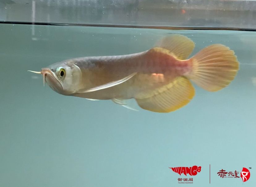 赤元素珍品，紅龍幼魚，水族世界中的 赤元素珍品，紅龍幼魚，水族世界中的 赤元素 第4張