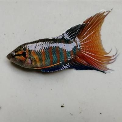 本地觀賞魚種類及養殖技術全解析 龍魚之家 第4張 本地觀賞魚種類及養殖技術全解析 本地觀賞魚種類及養殖技術全解析 龍魚之家 第4張