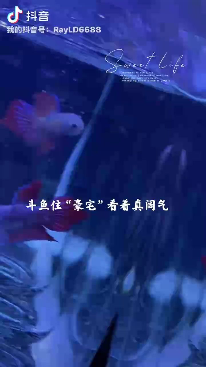 泰國原斗，獨特風情與文化魅力交織的奇妙所在 泰國原斗，獨特風情與文化魅力交織的奇妙所在 龍魚論壇
