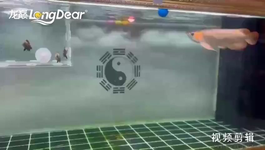 每日簽到，積累點滴，見證成長與收獲的奇妙旅程 每日簽到，積累點滴，見證成長與收獲的奇妙旅程 龍魚論壇