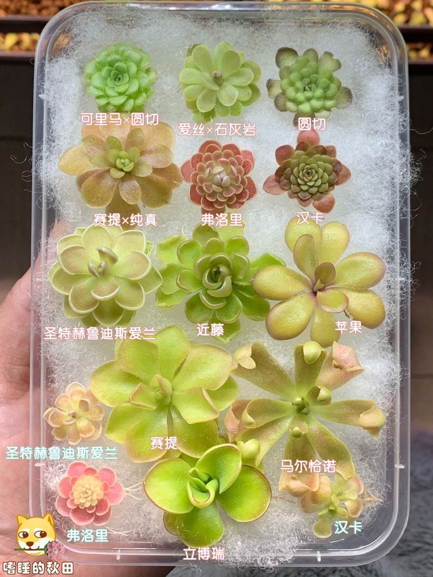 太美，忍不住來一盒，邂逅令人心動的精致好
