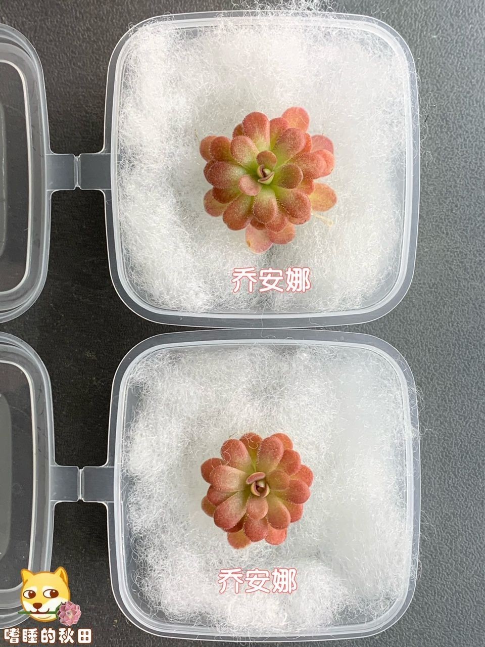 太美，忍不住來一盒，邂逅令人心動的精致好