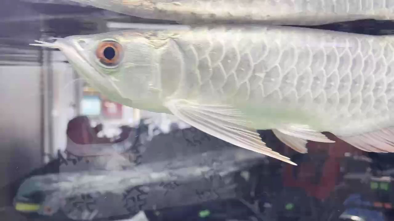 檔第一天20公分，發視頻期待成長，無奈壓縮后失金[haha 檔第一天20公分，發視頻期待成長，無奈壓縮后失金[haha 龍魚論壇