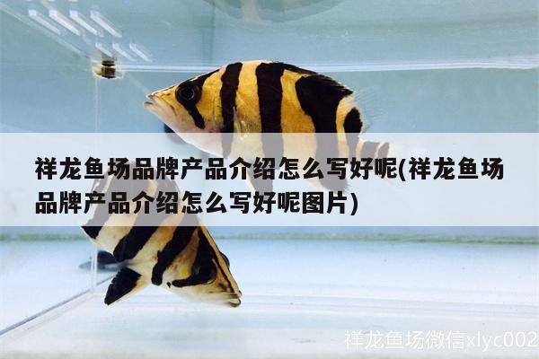 祥龍魚場品牌產品介紹撰寫攻略，含圖文搭配技巧