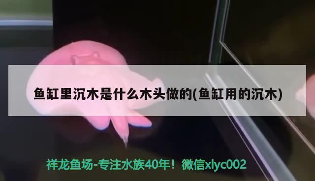 沉木由何木制成？