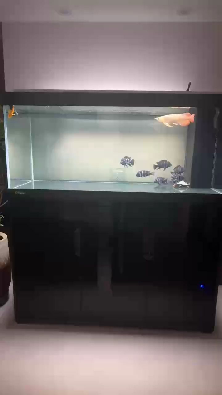 新魚到家，開啟奇妙水族箱