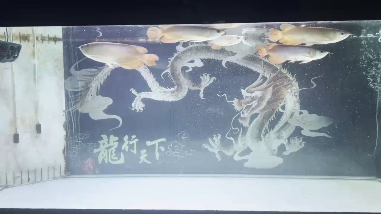 魚缸用增氧泵價格是多少:魚缸增氧機-xtrac增氧機-xtrac增氧機 25年立春換水記錄,新年祈財愿龍魚 龍魚論壇 25年立春換水記錄,新年祈財愿龍魚 25年立春換水記錄,新年祈財愿龍魚 龍魚論壇