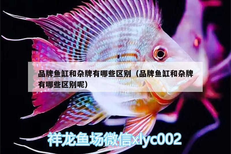 魚缸與雜牌魚缸區別在哪？