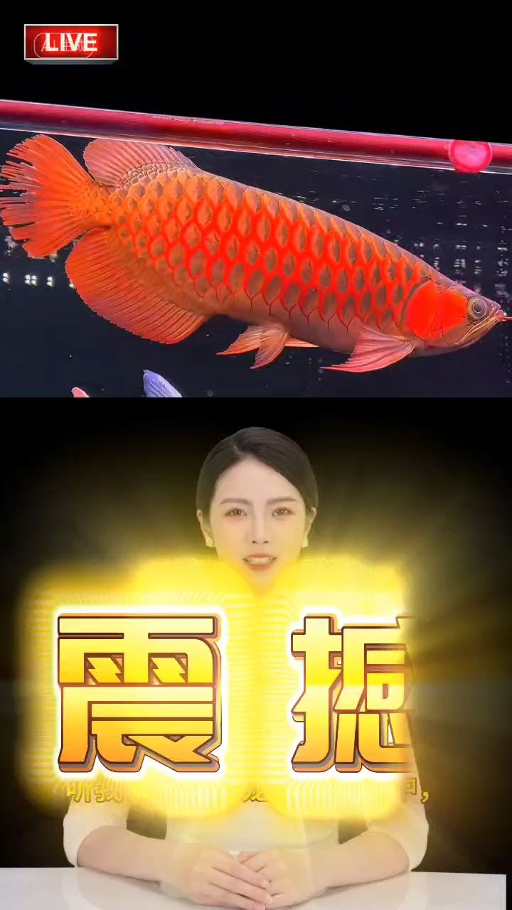 龍魚挑選攻略，品種特征、健康狀態與品質優劣鑒別