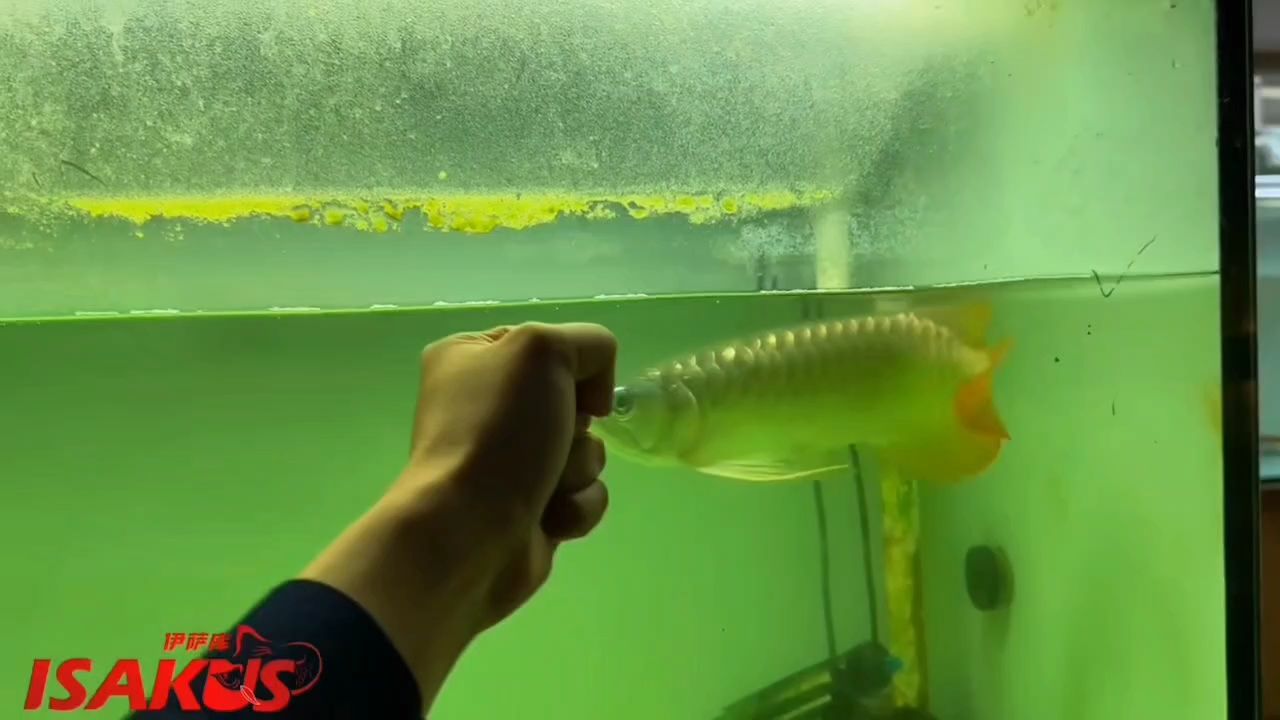 龍魚腮蟲治療期間需要多久換水？（龍魚在腮蟲治療期間的換水頻率需根據(jù)治療階段和藥物類型靈活調(diào)整） 龍魚腮蟲治療期間需要多久換水？（龍魚在腮蟲治療期間的換水頻率需根據(jù)治療階段和藥物類型靈活調(diào)整） 龍魚百科 第1張