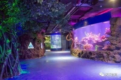 水族館選址攻略,何處適宜開啟奇妙海洋視界之旅 水族館百科(水族館加盟) 第5張 水族館選址攻略,何處適宜開啟奇妙海洋視界之旅 水族館選址攻略,何處適宜開啟奇妙海洋視界之旅 水族館百科(水族館加盟) 第5張