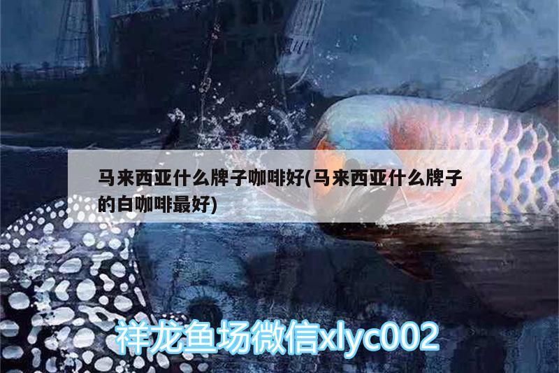 西亞咖啡品牌精選，探尋最佳白咖啡之