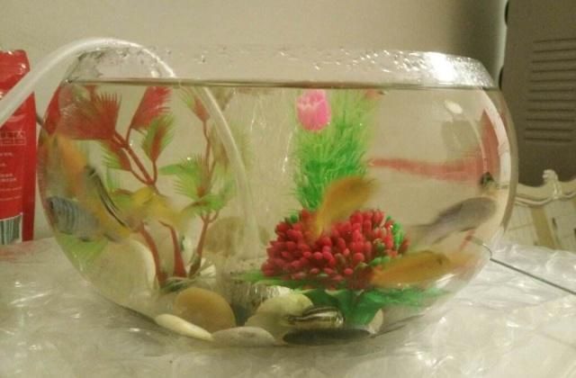 0厘米小魚缸養魚攻略，中型、小型魚好養活