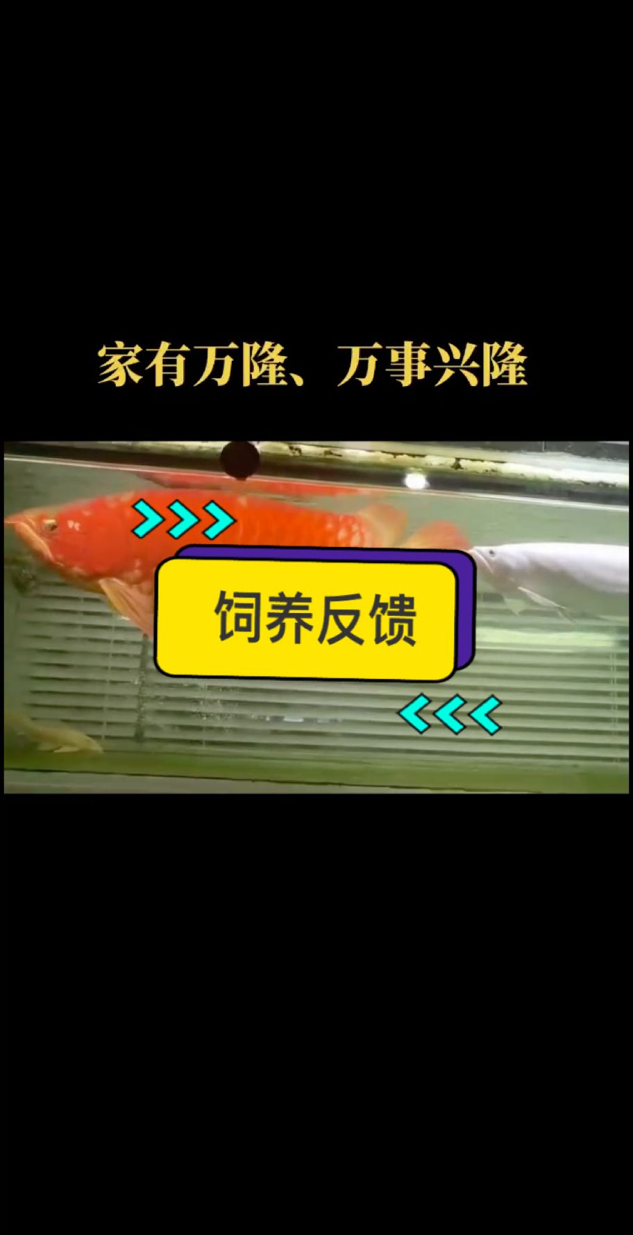 感謝泉州周總的飼養(yǎng)反饋，魚友們猜一猜視頻里哪一條是我們?nèi)f隆天王的紅龍魚？?????? #萬隆天王紅龍 #大湖魚 #龍魚