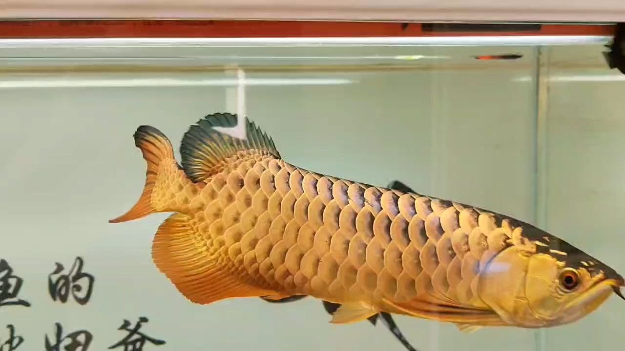 龍年新春，傳統與現代交織，共繪過年美好畫卷 龍年新春，傳統與現代交織，共繪過年美好畫卷 龍魚論壇 第1張