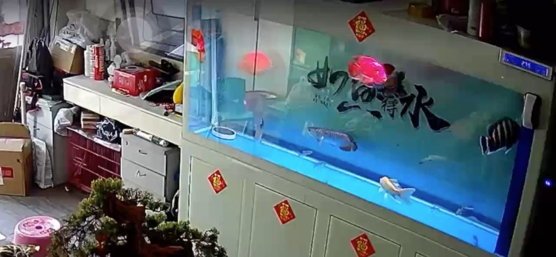 魚缸過濾器選購指南:自制魚缸過濾器魚缸上置過濾器對于養魚愛好者的必備知識 惡龍捕食驚現,監控截取揭秘,背后真相 龍魚論壇 惡龍捕食驚現,監控截取揭秘,背后真相 惡龍捕食驚現,監控截取揭秘,背后真相 龍魚論壇