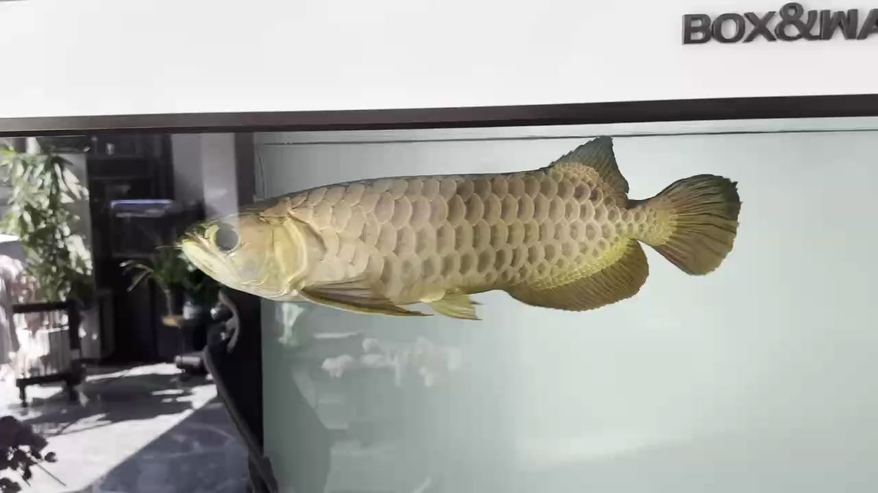記錄，時光里的點滴，那些難忘瞬間與心路歷程的 記錄，時光里的點滴，那些難忘瞬間與心路歷程的 龍魚論壇