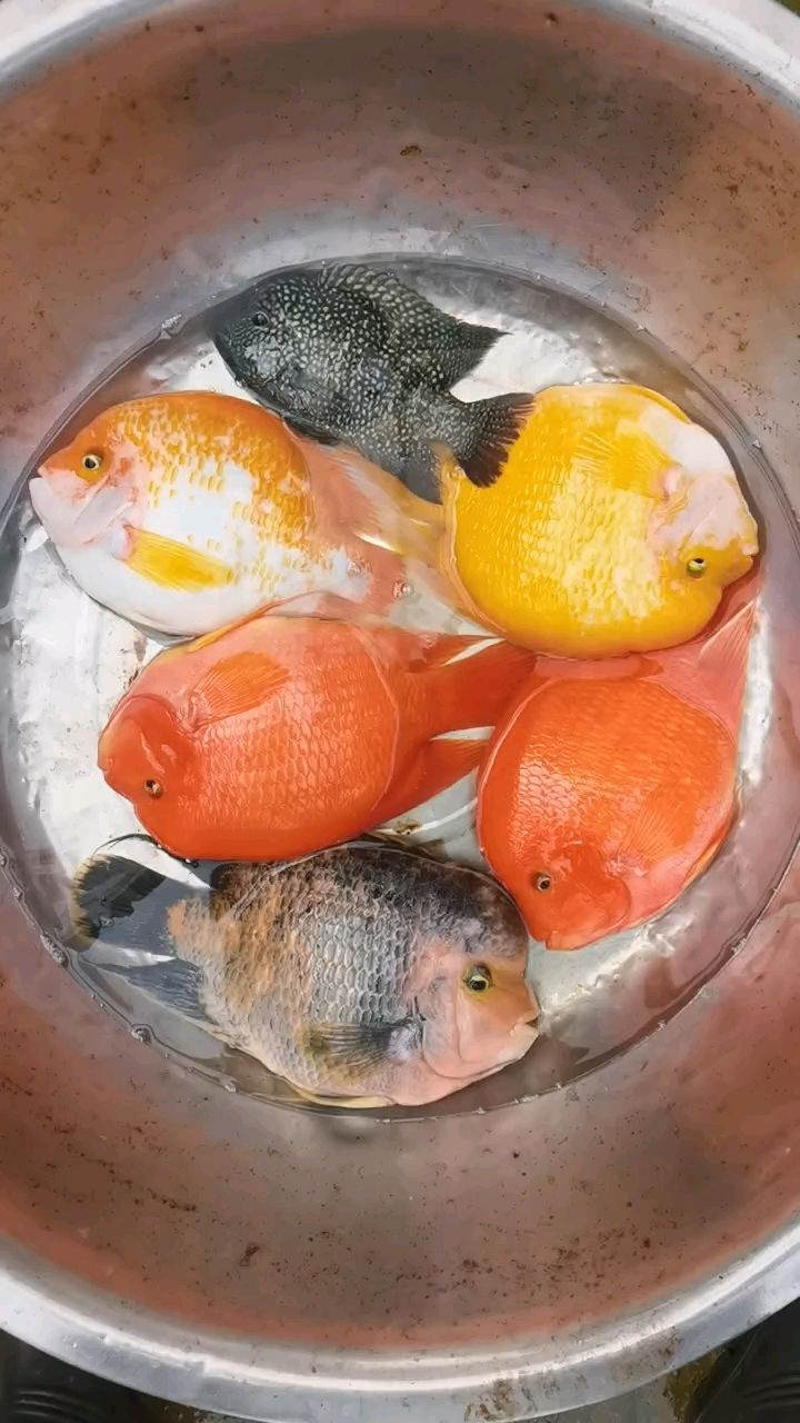金剛鸚鵡魚，獨特魅力與養殖要點 金剛鸚鵡魚，獨特魅力與養殖要點 龍魚論壇