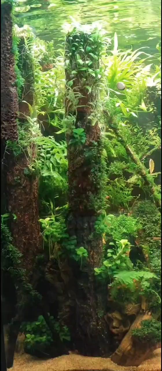 印尼虎魚多少溫度飼養(yǎng)最好:印尼虎魚多少溫度飼養(yǎng)最好印尼虎魚多少溫度飼養(yǎng)最好 雜草叢生,荒蕪之境背后的生態(tài) 龍魚論壇 雜草叢生,荒蕪之境背后的生態(tài) 雜草叢生,荒蕪之境背后的生態(tài) 龍魚論壇