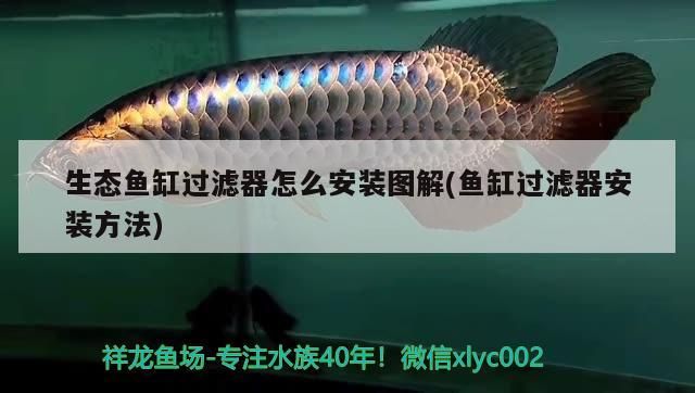 魚缸過濾器安裝圖解，步驟詳解與